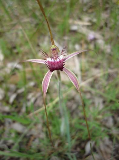 Caladenia - spider orchid wireless_hill_079.JPG